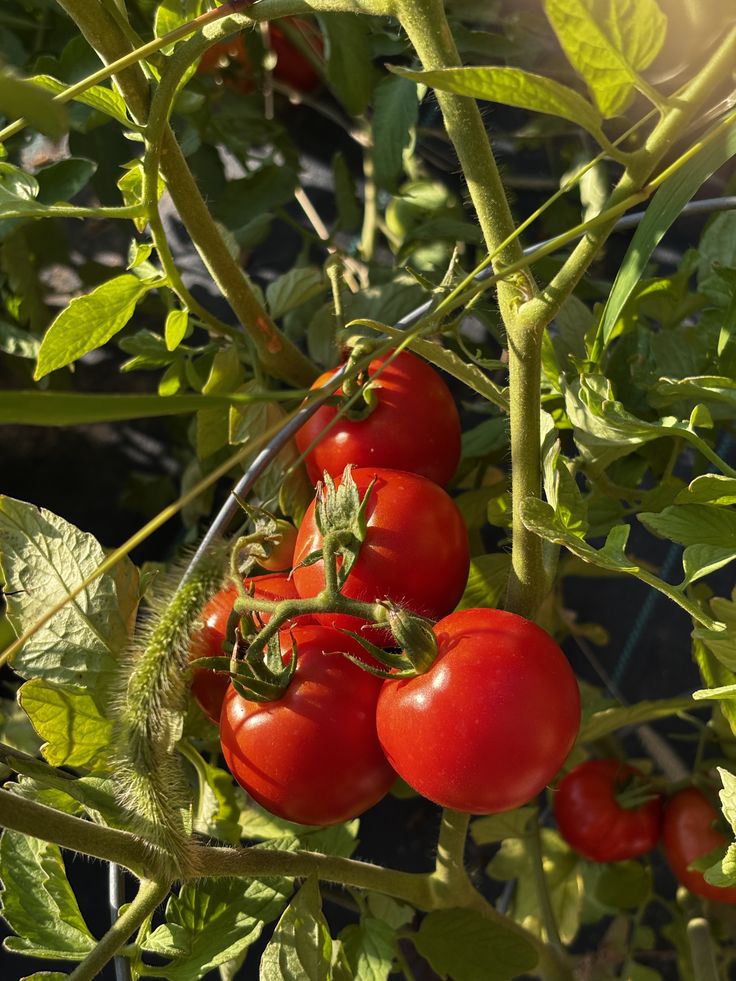 Tomatoes on the vine